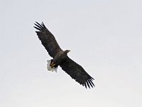 Haliaeetus albicilla 82, Zeearend, Saxifraga-Hans Dekker