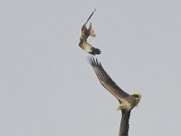 Haliaeetus albicilla 88, Zeearend, Saxifraga-Tom Heijnen