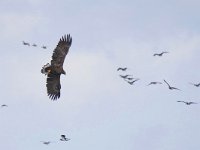 Haliaeetus albicilla 91, Zeearend, Saxifraga-Tom Heijnen