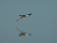 Himantopus himantopus, Black-winged Stilt