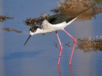 Himantopus himantopus 108, Steltkluut, Saxifraga-Tom Heijnen