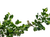 Hippolais icterina 11, Spotvogel, adult, male, Saxifraga-Theo Verstrael