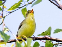 Hippolais icterina 6, Spotvogel, Saxifraga-Bart Vastenhouw