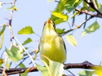 Hippolais icterina 9, Spotvogel, Saxifraga-Bart Vastenhouw