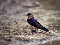 Hirundo daurica, Red-rumped Swallow