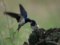 Hirundo rustica 102, Boerenzwaluw, Saxifraga-Luuk Vermeer