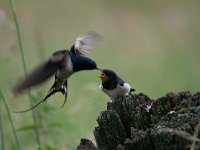 Hirundo rustica 103, Boerenzwaluw, Saxifraga-Luuk Vermeer