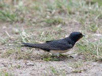 Hirundo rustica 104, Boerenzwaluw, Saxifraga-Luuk Vermeer