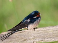 Hirundo rustica 105, Boerenzwaluw, Saxifraga-Luuk Vermeer