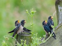 Hirundo rustica 108, Boerenzwaluw, Saxifraga-Luuk Vermeer