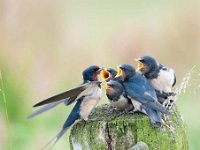 Hirundo rustica 111, Boerenzwaluw, Saxifraga-Luuk Vermeer