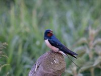 Hirundo rustica 116, Boerenzwaluw, Saxifraga-Luuk Vermeer