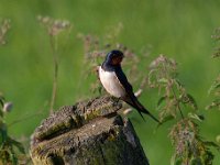 Hirundo rustica 123, Boerenzwaluw, Saxifraga-Luuk Vermeer