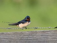 Hirundo rustica 124, Boerenzwaluw, Saxifraga-Luuk Vermeer