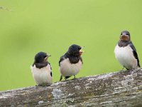 Hirundo rustica 129, Boerenzwaluw, Saxifraga-Luuk Vermeer