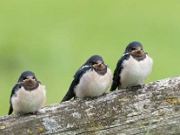 Hirundo rustica 130, Boerenzwaluw, Saxifraga-Luuk Vermeer