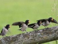 Hirundo rustica 132, Boerenzwaluw, Saxifraga-Luuk Vermeer