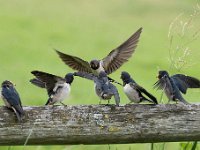 Hirundo rustica 139, Boerenzwaluw, Saxifraga-Luuk Vermeer