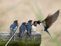 Hirundo rustica 148, Boerenzwaluw, Saxifraga-Luuk Vermeer