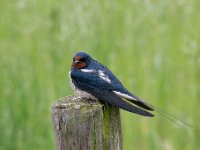 Hirundo rustica 149, Boerenzwaluw, Saxifraga-Luuk Vermeer