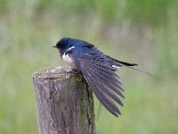 Hirundo rustica 153, Boerenzwaluw, Saxifraga-Luuk Vermeer