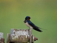 Hirundo rustica 155, Boerenzwaluw, Saxifraga-Luuk Vermeer