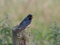 Hirundo rustica 160, Boerenzwaluw, Saxifraga-Luuk Vermeer