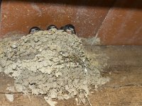 Hirundo rustica 165, Boerenzwaluw, Saxifraga-Jan Nijendijk