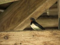 Hirundo rustica 170, Boerenzwaluw, Saxifraga-Willem van Kruijsbergen