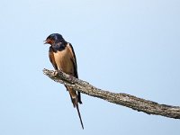 Hirundo rustica 173, Boerenzwaluw, Saxifraga-Hans Dekker