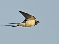 Hirundo rustica 181, Boerenzwaluw, Saxifraga-Tom Heijnen