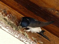 Hirundo rustica 194, Boerenzwaluw, Saxifraga-Hans Grotenhuis