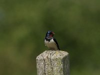 Hirundo rustica 77, Boerenzwaluw, Saxifraga-Dirk Hilbers