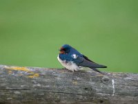 Hirundo rustica 83, Boerenzwaluw, Saxifraga-Luuk Vermeer