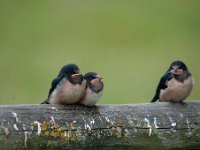 Hirundo rustica 86, Boerenzwaluw, Saxifraga-Luuk Vermeer