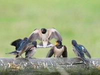 Hirundo rustica 87, Boerenzwaluw, Saxifraga-Luuk Vermeer