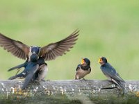 Hirundo rustica 89, Boerenzwaluw, Saxifraga-Luuk Vermeer