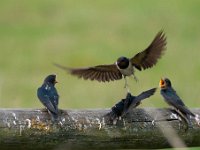 Hirundo rustica 91, Boerenzwaluw, Saxifraga-Luuk Vermeer