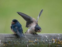 Hirundo rustica 92, Boerenzwaluw, Saxifraga-Luuk Vermeer