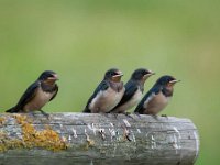 Hirundo rustica 93, Boerenzwaluw, Saxifraga-Luuk Vermeer