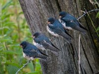 Hirundo rustica 99, Boerenzwaluw, Saxifraga-Luuk Vermeer