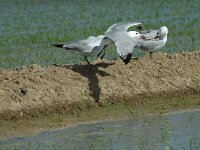 Ichthyaetus audouinii , Audouin's Gull