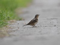 Jynx torquilla 32, Draaihals, Saxifraga-Luuk Vermeer