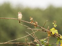 Lanius collurio 102, Grauwe klauwier, juvenile, Saxifraga-Theo Verstrael