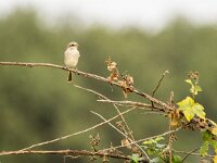Lanius collurio 103, Grauwe klauwier, juvenile, Saxifraga-Theo Verstrael