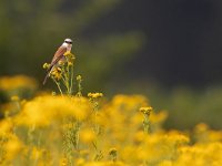 Lanius collurio 41, Grauwe klauwier, Saxifraga-Mark Zekhuis