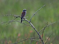 Lanius collurio 64, juvenile, Grauwe klauwier, Saxifraga-Hans Dekker