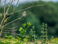 Lanius collurio 95, Grauwe klauwier, adult, female, Saxifraga-Theo Verstrael