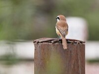 Lanius cristatus 4, Bruine klauwier, Saxifraga-Tom Heijnen
