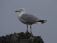 Larus argentatus 139, Zilvermeeuw, Saxifraga-Jan Nijendijk